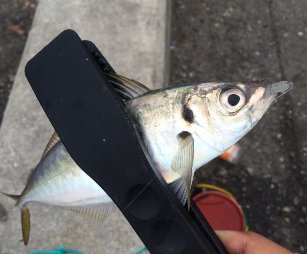 アジングイメージ