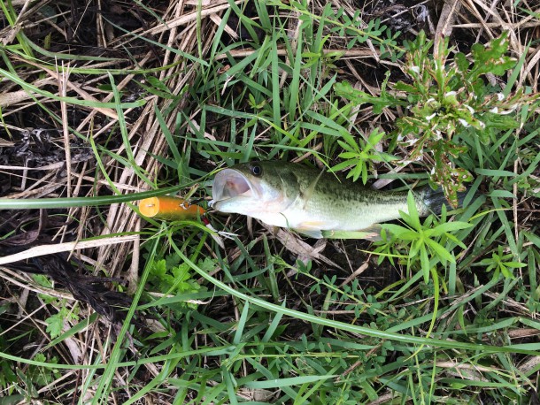 トップで釣れた小バス