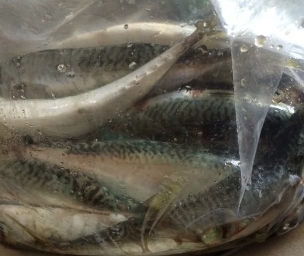 サバ詰め合わせ