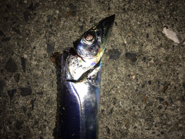 100円ルアーで釣ったタチウオ