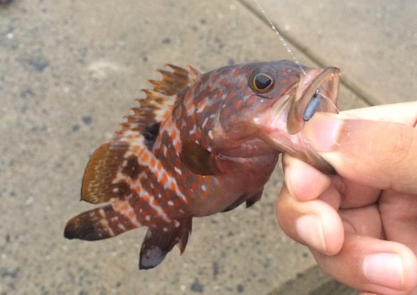 グルーパーイメージ