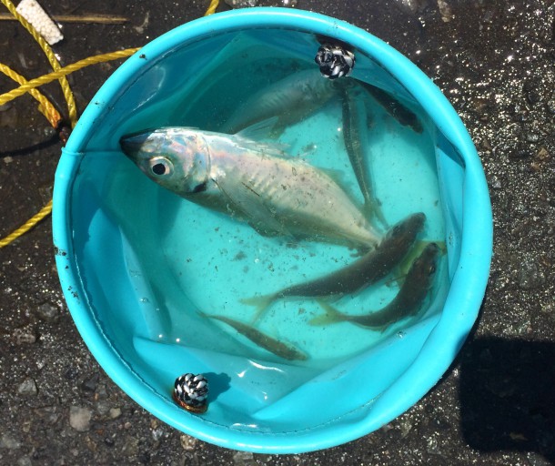 アジのイメージ