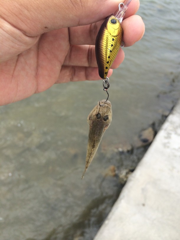 ちっちゃいハゼ