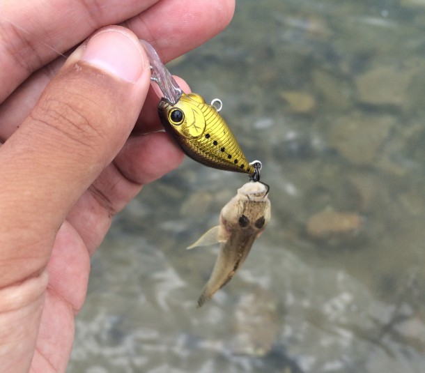 デキハゼクランク