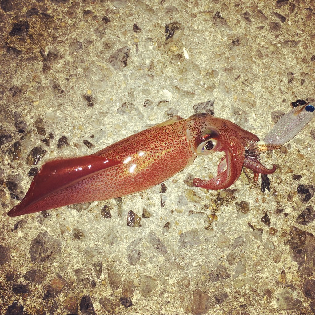 誰でも釣れるライトエギングの基礎知識