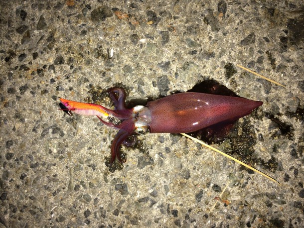 ライトエギング