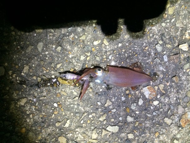 スッテでケンサキ