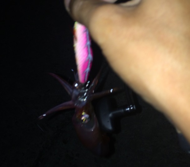 ライトケンサキ