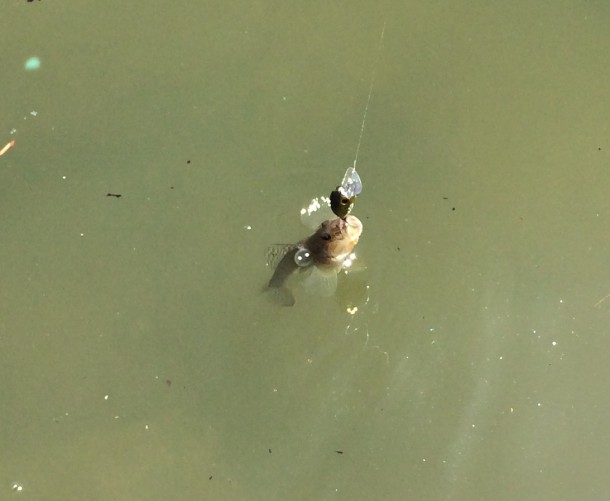 ハゼのイメージ