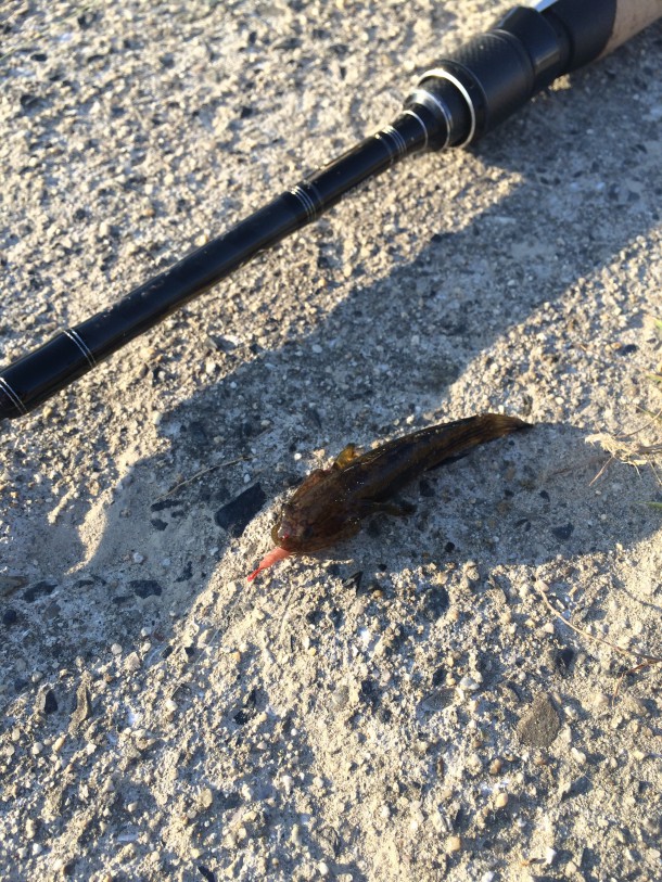 違う種類のハゼ