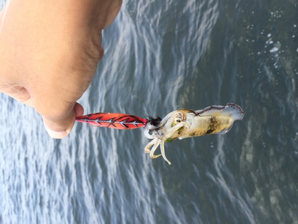 チビアオリイカ