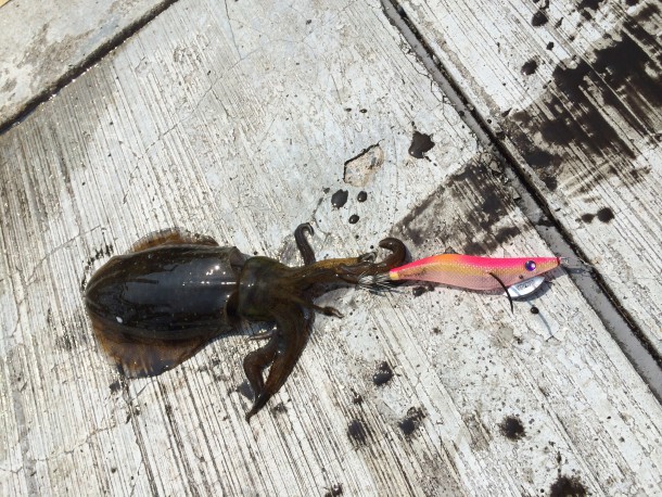 神戸空港で釣れたアオリイカイメージ