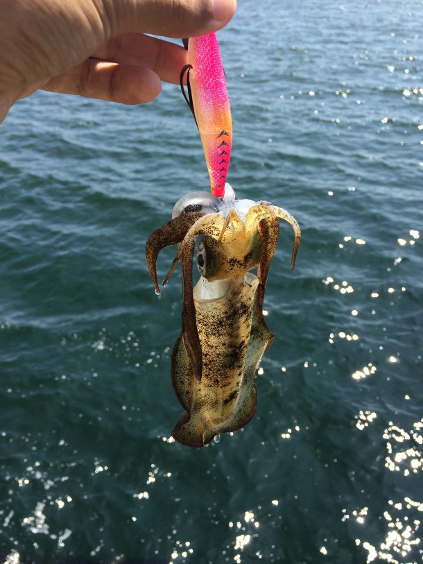 コロッケサイズのアオリイカ