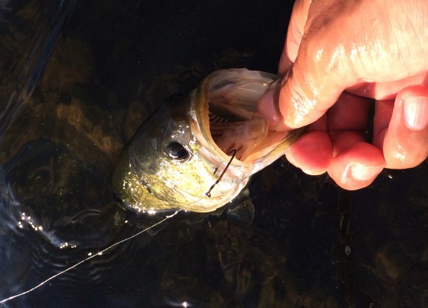 小バスイメージ