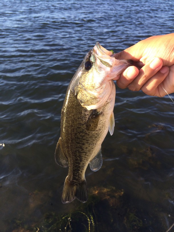 普通サイズのブラックバス