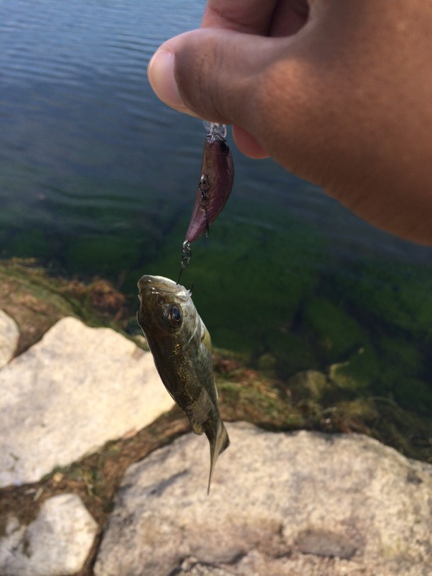 ザンムで釣れたバス