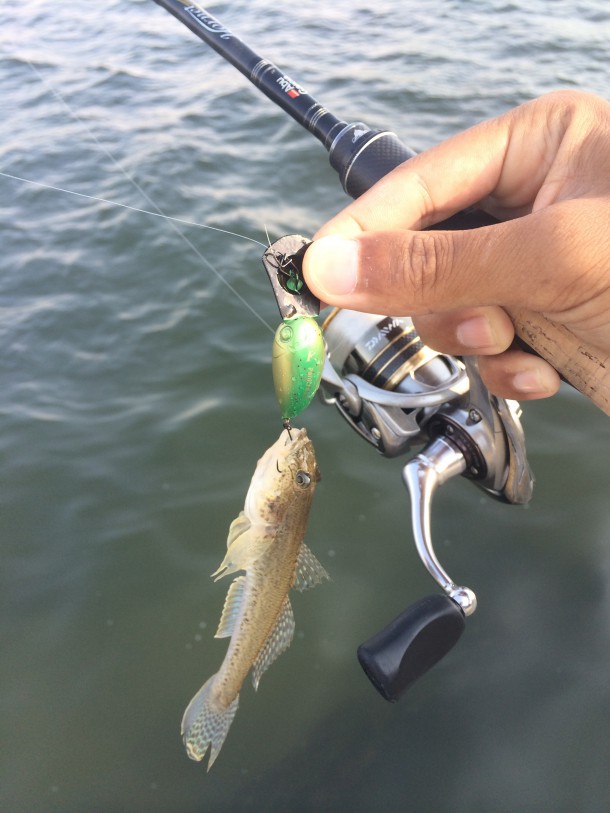 ハゼクランク画像