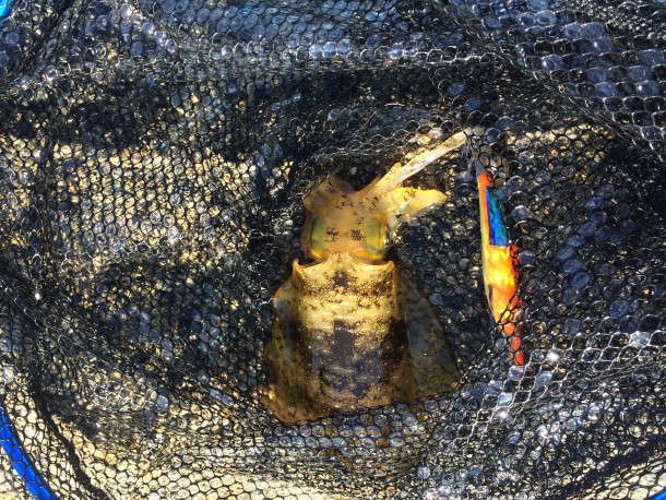 一投目でイカゲット