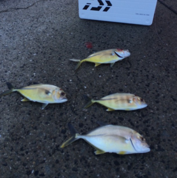 メッキ入れ食い