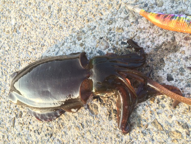 エギングの基本テクニックはこれ！