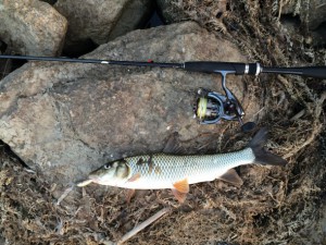 ルビアスイメージ