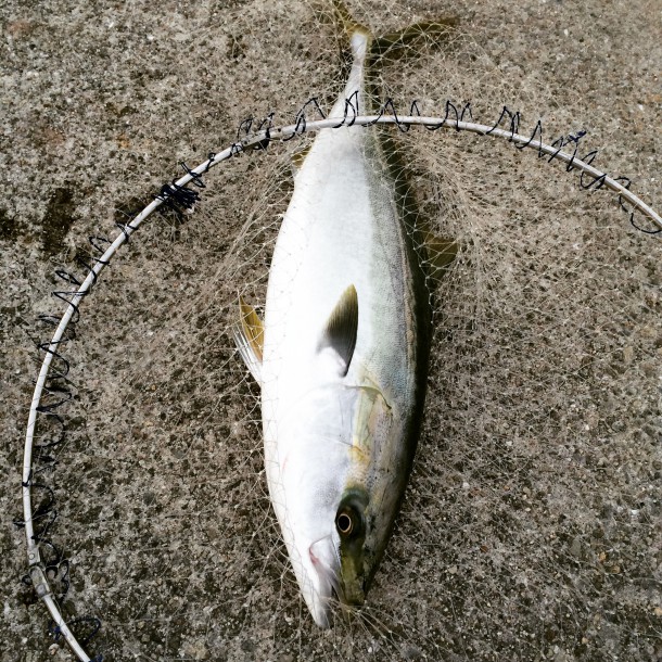 メジロイメージ