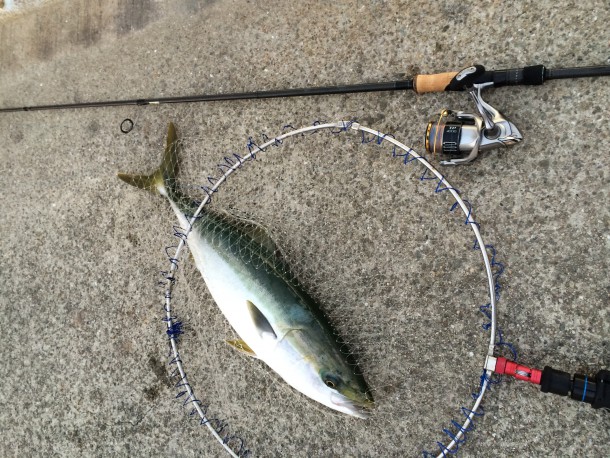 ポートアイランドで釣ったメジロ