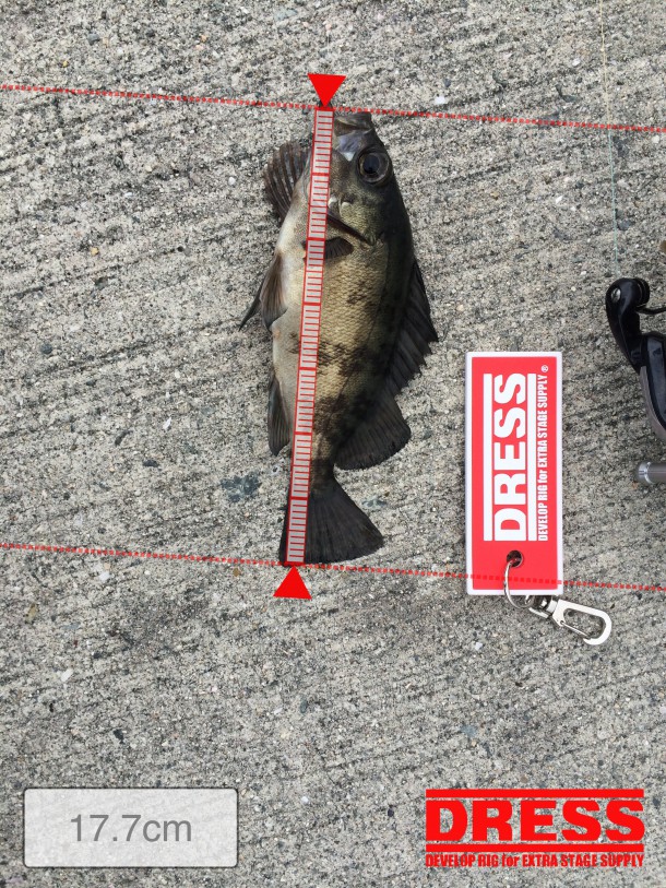 マシなサイズのメバル