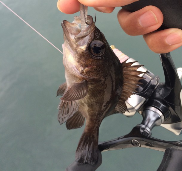 メバリング画像