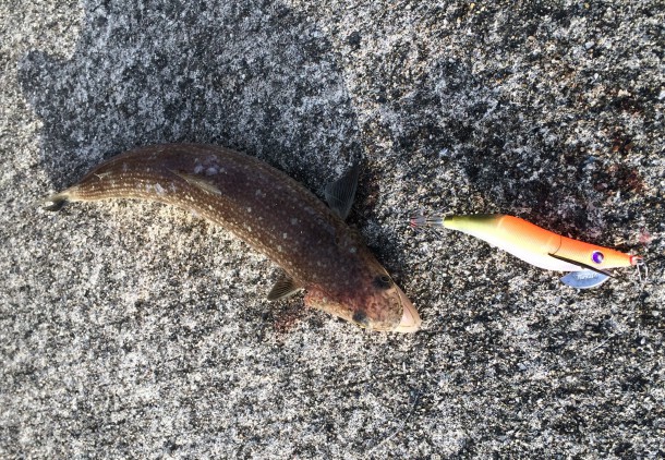 エギでエソゲット