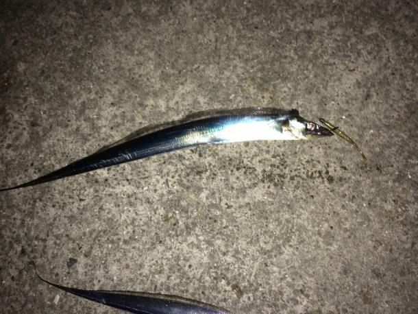 タチウオイメージ