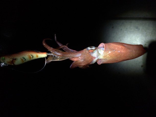 ヒイカゲット画像