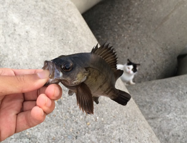 メバルと猫