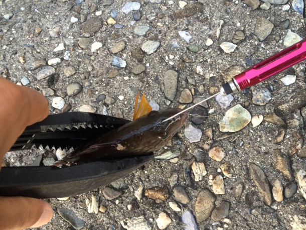 ササノハベラをしめる