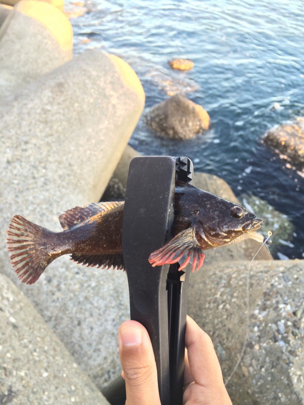 アイナメかクジメ