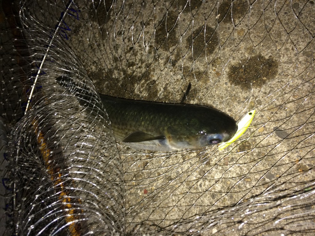 ルアーでボラゲット