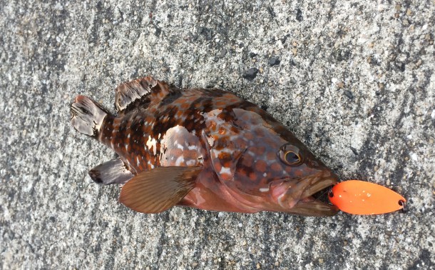 スプーンで釣れたキジハタ