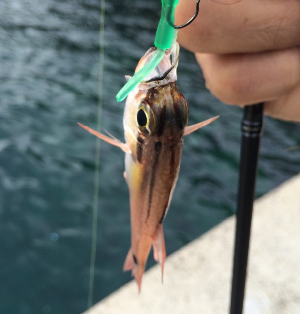 雑魚でお馴染みネンブツダイ