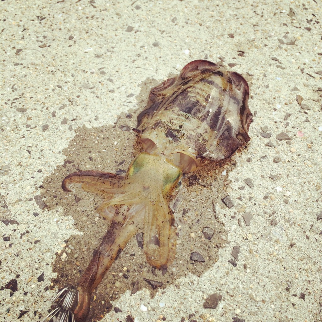 アオリイカ写真