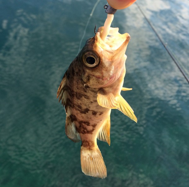 メバリングイメージ