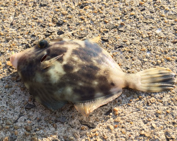 皮はぎイメージ