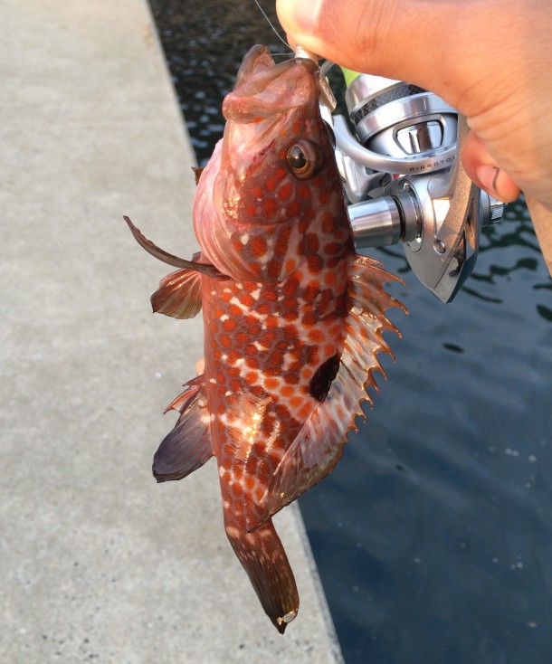 ライトワインドでアコウゲット