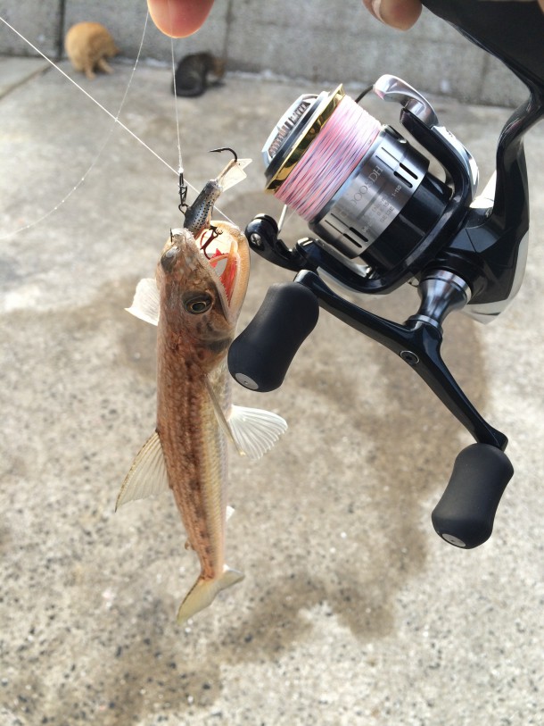 アイスジグで釣れたエソ