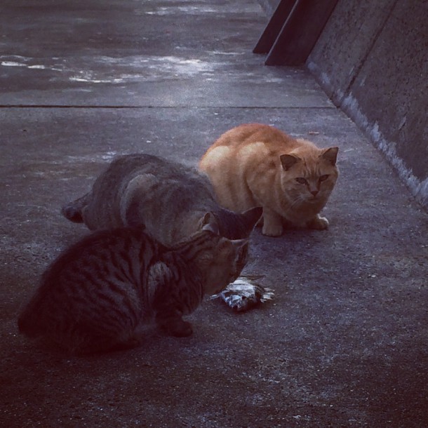 エソを奪ったケモノ