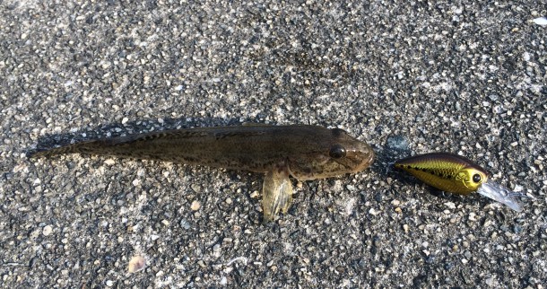 【簡単】ハゼをクランクで釣る「ハゼクラ」で使うタックル・仕掛けなどの基本知識を紹介