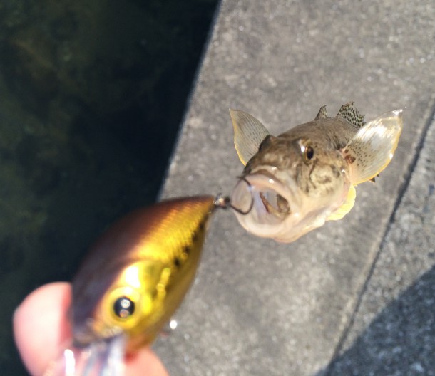 釣れたハゼの画像