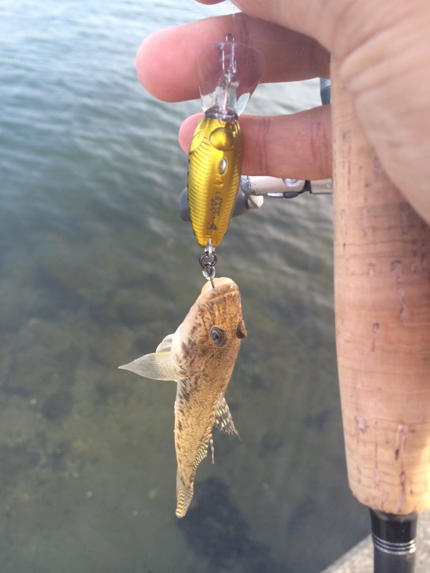 クランクでハゼゲット