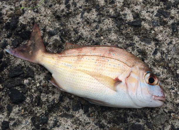 平磯海づり公園でチャリコゲット