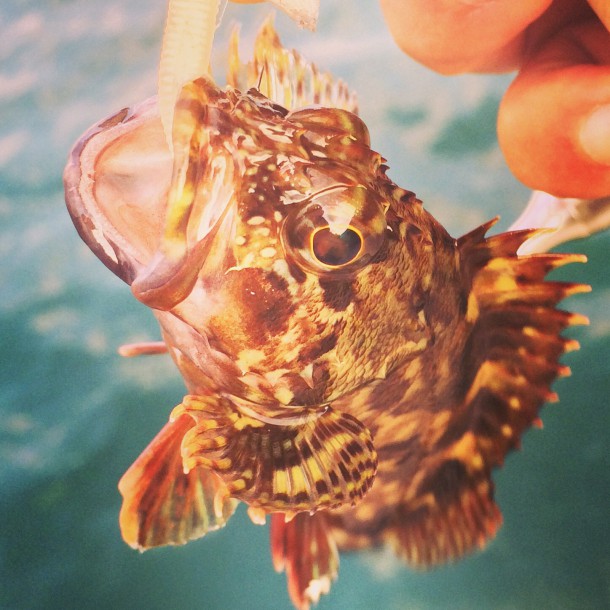 長田港で釣れたガッシー