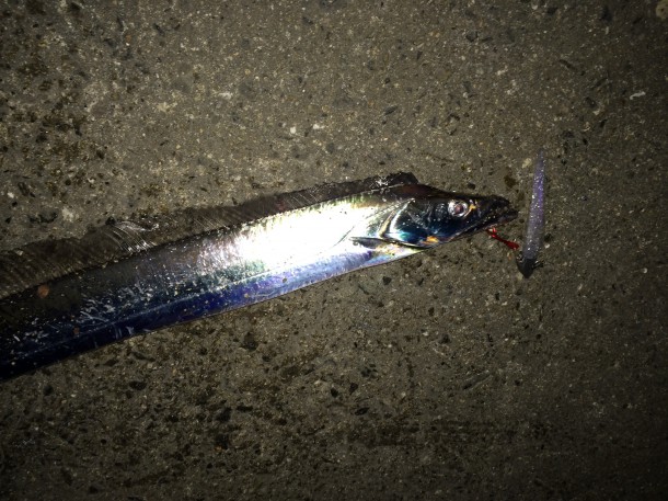 タチウオイメージ